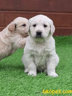 GOLDEN RETRIEVER YAVRULARI 2