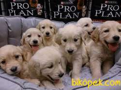 GOLDEN RETRIEVER YAVRULARI 3