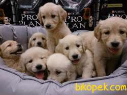 GOLDEN RETRIEVER YAVRULARI 2