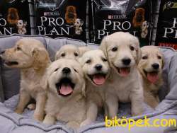 GOLDEN RETRIEVER YAVRULARI 1
