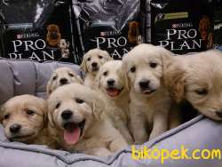 GOLDEN RETRIEVER YAVRULARI 4