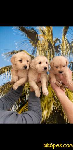 Golden Retriever Yavruları 2