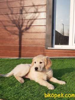 SAFKAN MUKEMMEL SATILIK GOLDEN RETRIEVER YAVRULARI 2