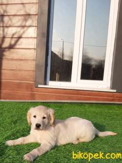 SAFKAN MUKEMMEL SATILIK GOLDEN RETRIEVER YAVRULARI 3
