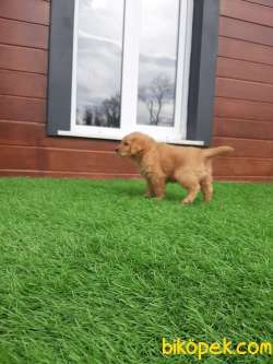 GOLDEN RETRIEVER YAVRULARI 4