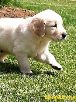 GOLDEN RETRİEVER YAVRULARI 5
