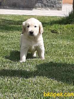 GOLDEN RETRİEVER YAVRULARI 3
