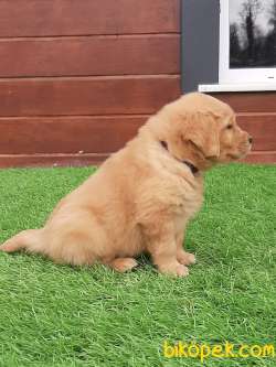 GOLDEN RETRIEVER YAVRULARI 3