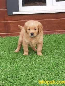 GOLDEN RETRIEVER YAVRULARI 5