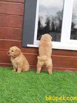 GOLDEN RETRIEVER YAVRULARI 4