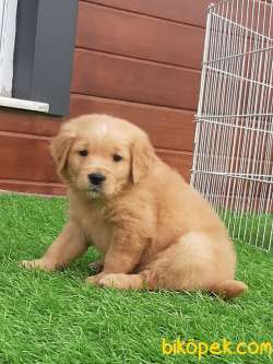 GOLDEN RETRIEVER YAVRULARI 1