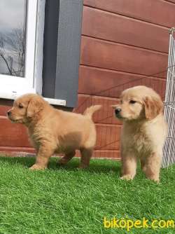 GOLDEN RETRIEVER YAVRULARI 1