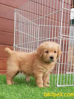 GOLDEN RETRIEVER YAVRULARI 5