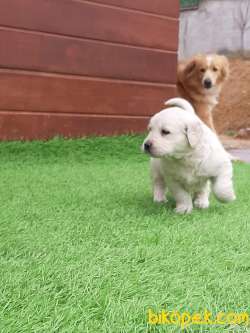 GOLDEN RETRIEVER YAVRULARI 2