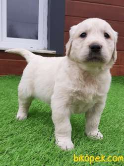 GOLDEN RETRIEVER YAVRULARI Kalıte Burda 2