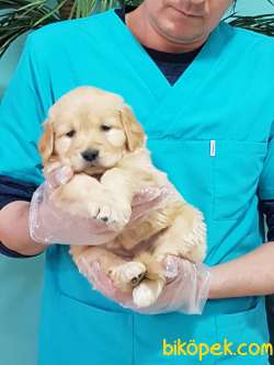 GOLDEN RETRIEVER YAVRULARI ÇİFTLİKTEN 3