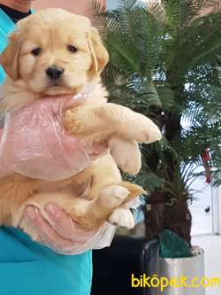 GOLDEN RETRIEVER YAVRULARI ÇİFTLİKTEN 1