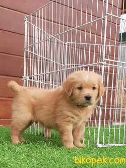 MÜKEMMEL GOLDEN RETRIEVER YAVRULARI 2