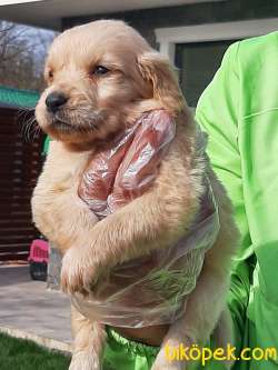 SAFKAN A KALİTE GOLDEN RETRIEVER YAVRULARI 4