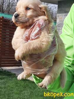 SAFKAN A KALİTE GOLDEN RETRIEVER YAVRULARI 2