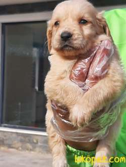 SAFKAN A KALİTE GOLDEN RETRIEVER YAVRULARI 3