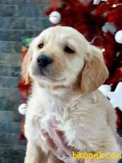 GOLDEN RETRIEVER YAVRULARI 3