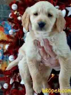GOLDEN RETRIEVER YAVRULARI 4