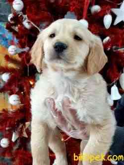 GOLDEN RETRIEVER YAVRULARI 5