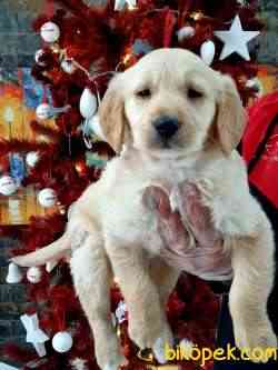GOLDEN RETRIEVER YAVRULARI 1