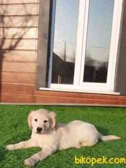 GOLDEN RETRIEVER YAVRULARI 2