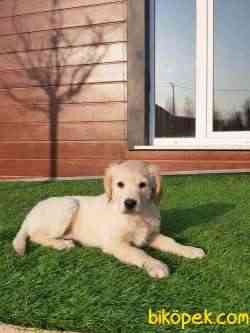 GOLDEN RETRIEVER YAVRULARI 4