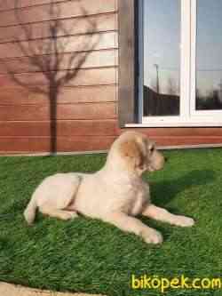 GOLDEN RETRIEVER YAVRULARI 3
