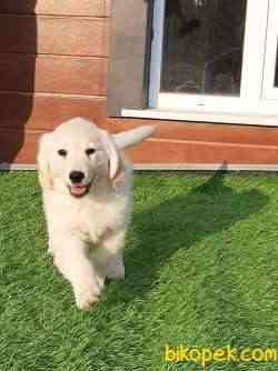 GOLDEN RETRIEVER YAVRULARI 1