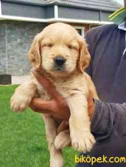 GOLDEN RETRIEVER YAVRULARI 4