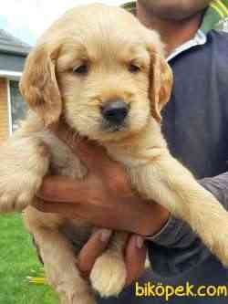 GOLDEN RETRIEVER YAVRULARI 2