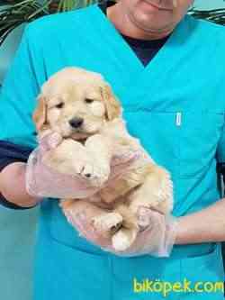 Golden Retriever Yavrulari 4