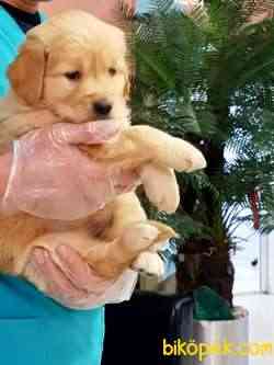 Golden Retriever Yavrulari 2