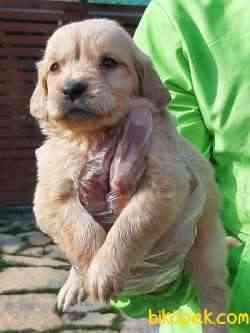 GOLDEN RETRIEVER YAVRULARI 3