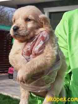 GOLDEN RETRIEVER YAVRULARI 2