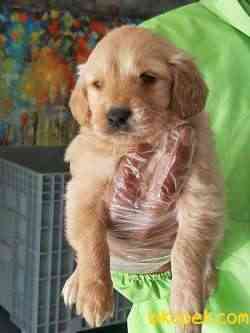 GOLDEN RETRIEVER YAVRULARI 4