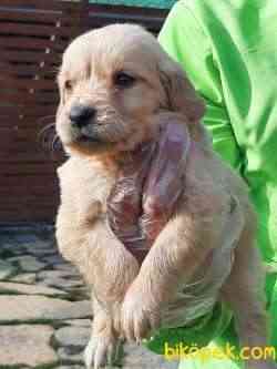 GOLDEN RETRIEVER YAVRULARI 1