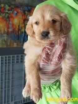 GOLDEN RETRIEVER YAVRULARI 5