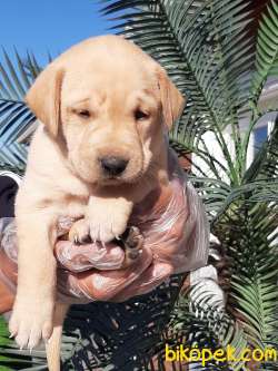 GOLDEN Retriever Yavrulari 4