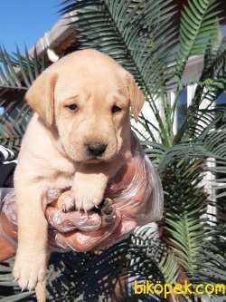GOLDEN Retriever Yavrulari 5