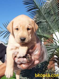 GOLDEN Retriever Yavrulari 2