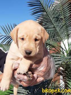 GOLDEN Retriever Yavrulari 3