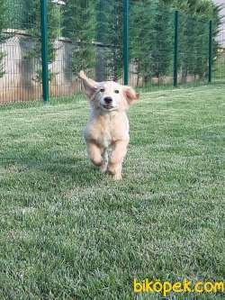 GOLDEN RETRIEVER YAVRULARI 4