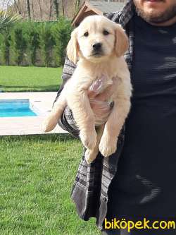 GOLDEN RETRIEVER YAVRULARI 2