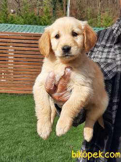 GOLDEN RETRIEVER YAVRULARI 5