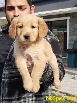 GOLDEN RETRIEVER YAVRULARI 4